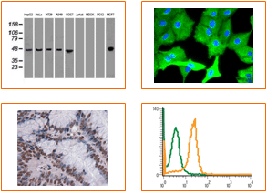 OriGene