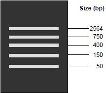 marker DNA size